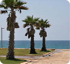 פארק מדרון יפו מול הים בעג'מי